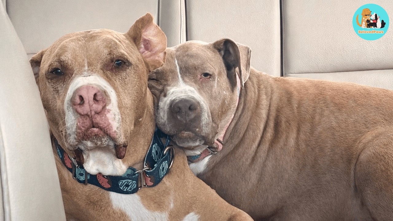When One Dog Passed Away, Something Changed Between These Two