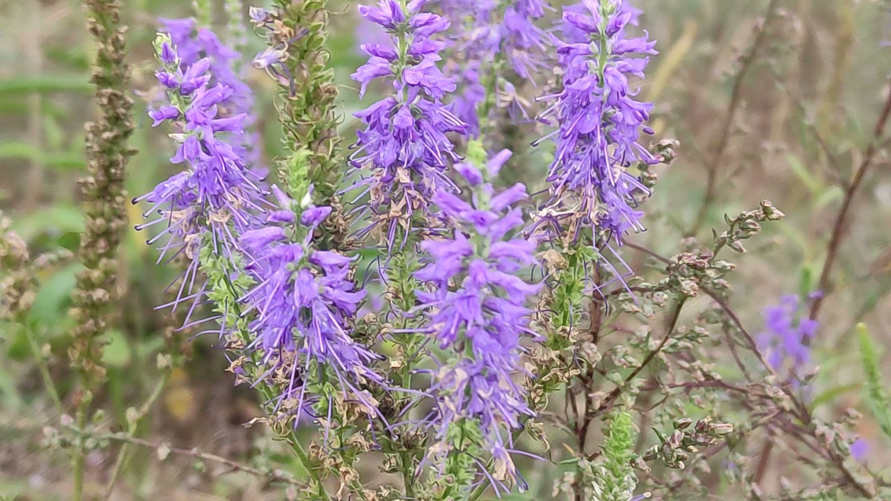 Przetacznik kłosowy  - Veronica spicata