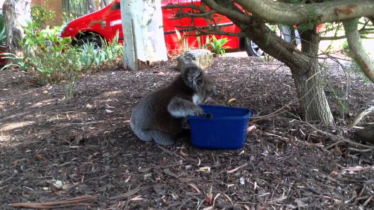 Thirsty Baby Koala