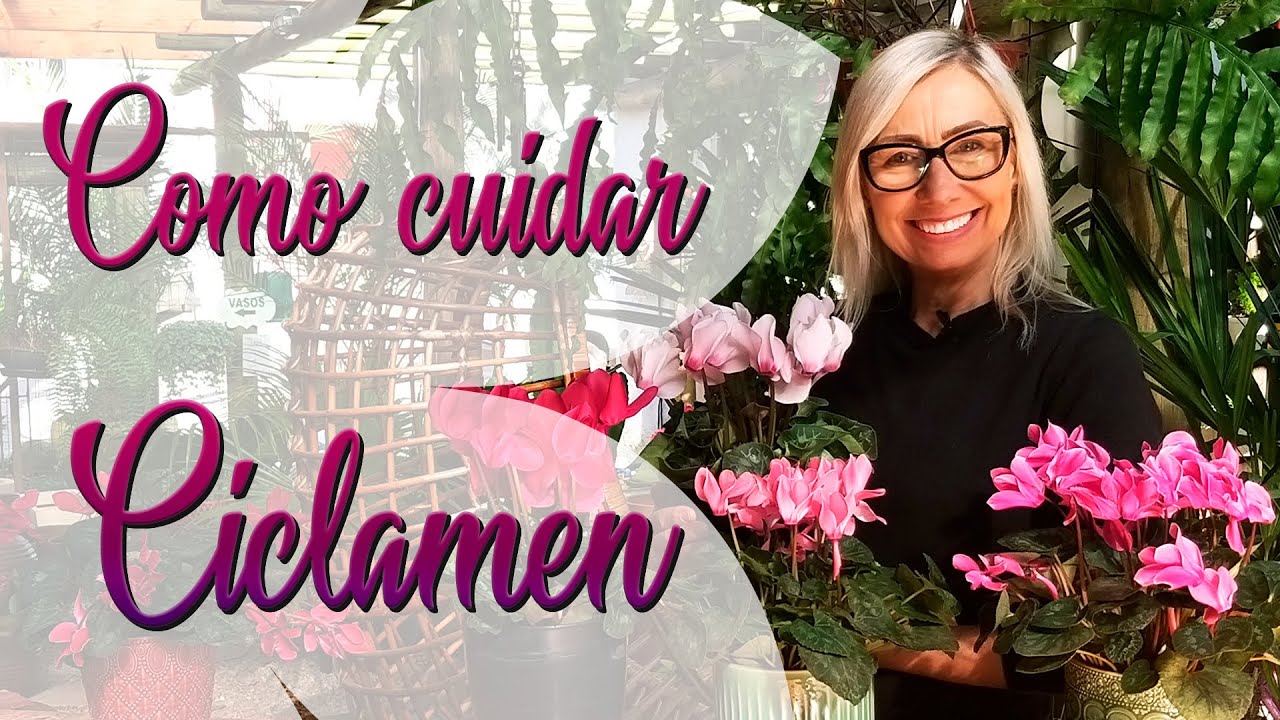 Como cuidar da Planta Ciclamen | Flávia Kremer