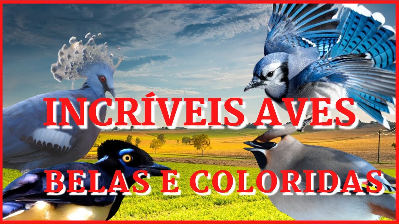 incr&iacute;veis aves belas e coloridas