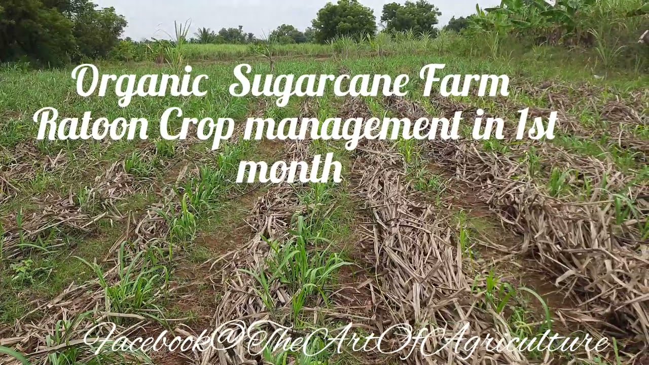 80212 Organic Sugarcane Farm - Ratoon Crop