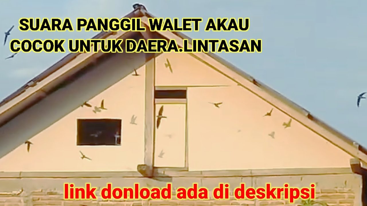 suara panggil walet akau cocok di daera lintasan