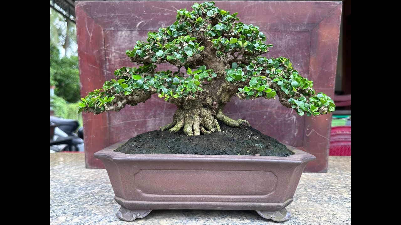 Khang BonSai Giá Rẻ.clip 44.xã hàng đẹp giá rẻ ae sưu tầm.sam trái,linh sam,sam hươngzalo:0336510113