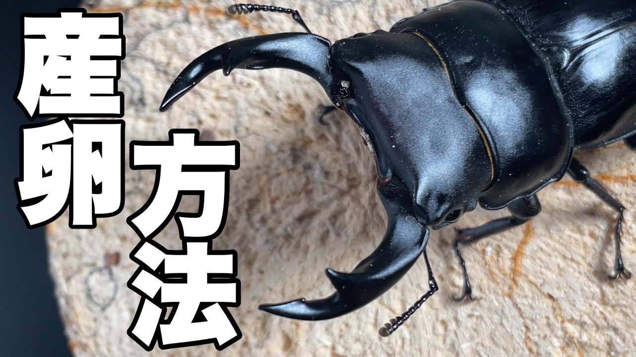国産オオクワガタの産卵方法！！ペアリング方法から産卵セットまで詳しく解説！！