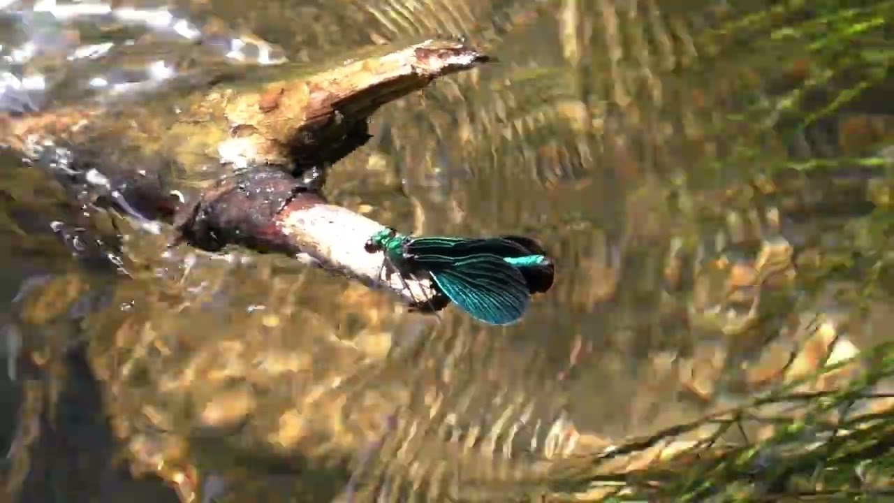 Blauflügel-Prachtlibellen und Schwarzes Tor /Böhmische Schweiz (verbotene Stellen)
