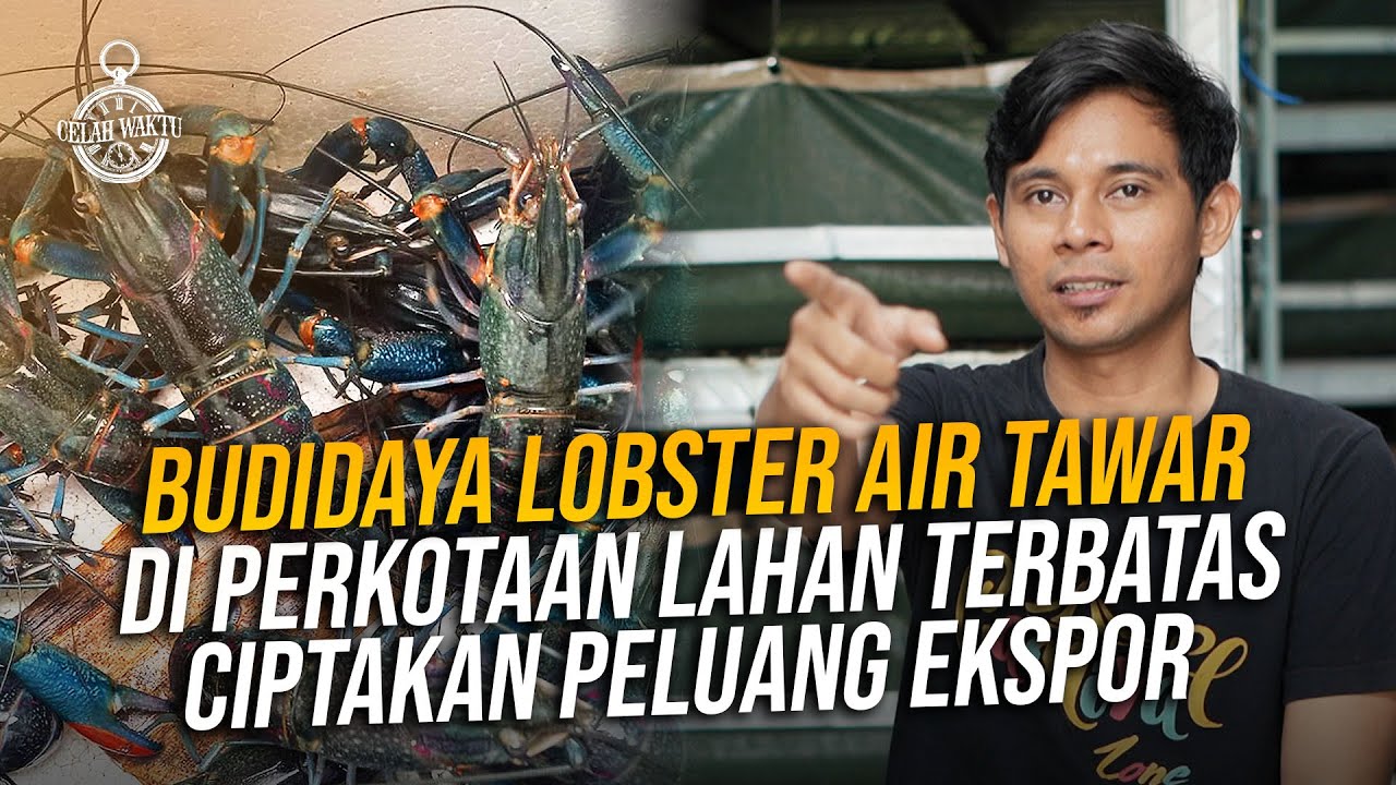 Sukses Budidaya Lobster Air Tawar Rumahan, Akali Lahan Terbatas dengan menggunakan Sistem Apartemen