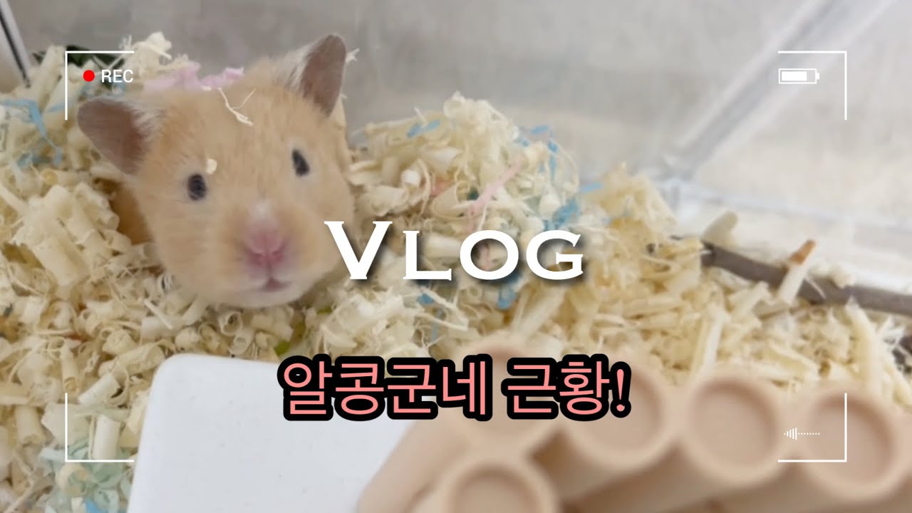 [vlog] 알콩군 브이로그ㅣ햄스터의 닌자놀이ㅣ잠이 늘은 알콩이ㅣ1살 되지마….ㅣ나랑 백년살자 알콩아!!