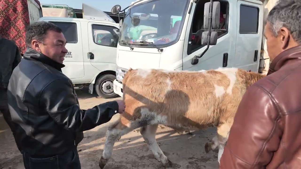 THE WILDEST BAZAAR! 🐑 Kashgar Cattle & Sheep Market: A Living Silk Road Tradition新疆喀什牛羊大巴扎