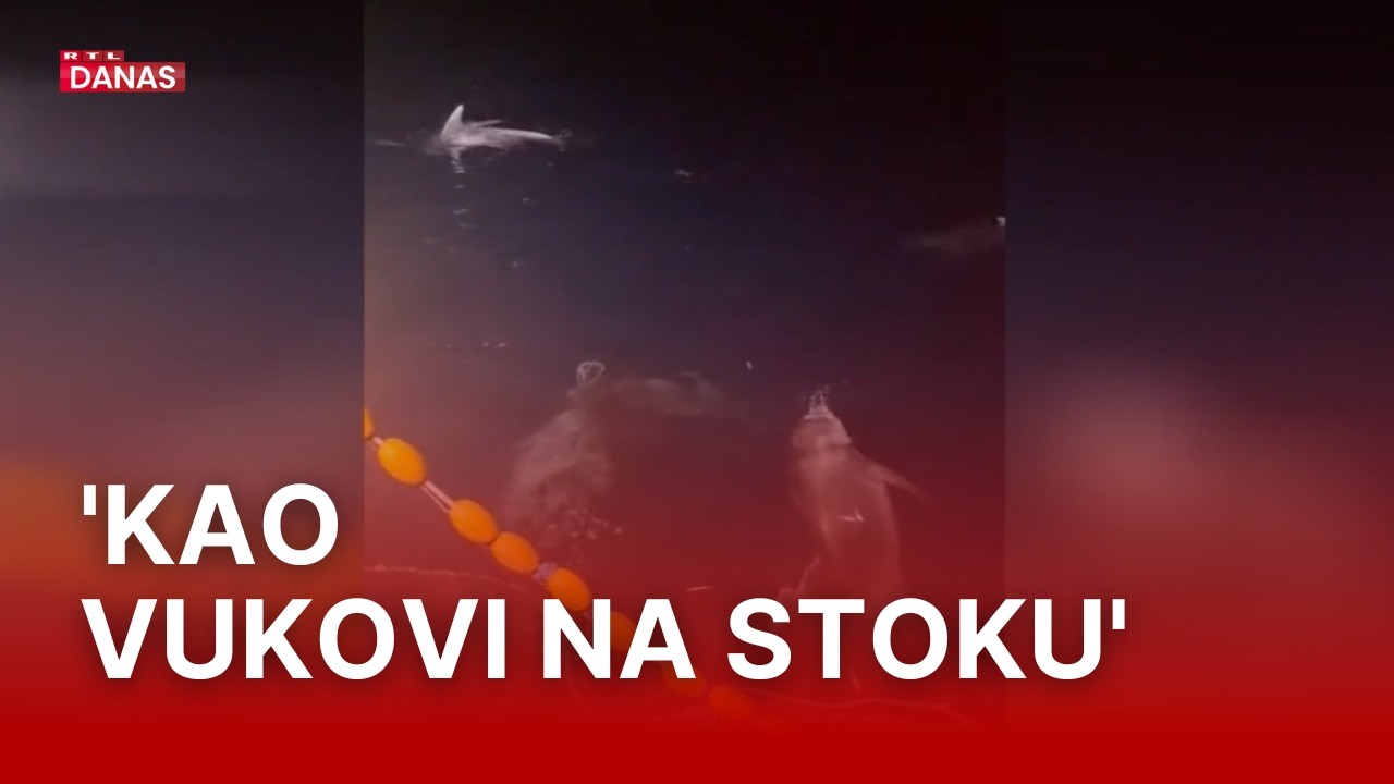 Morski spektakl za turiste, noćna mora za ribare: Oni haraju mrežama u Dalmaciji | RTL Danas