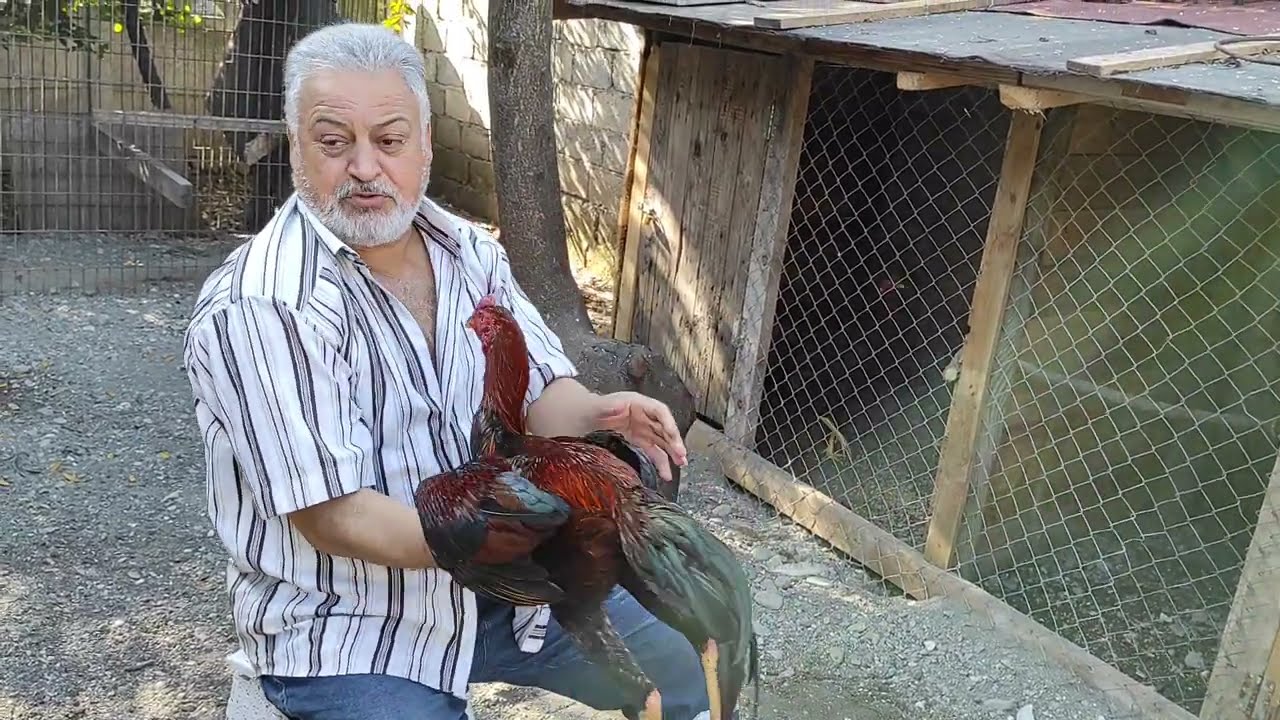 /// SÖZ VERDİĞİMİZ EL İDMANI VE MUSABAKA YA BAŞLARKEN NASIL SU VERMEK GEREK? ///