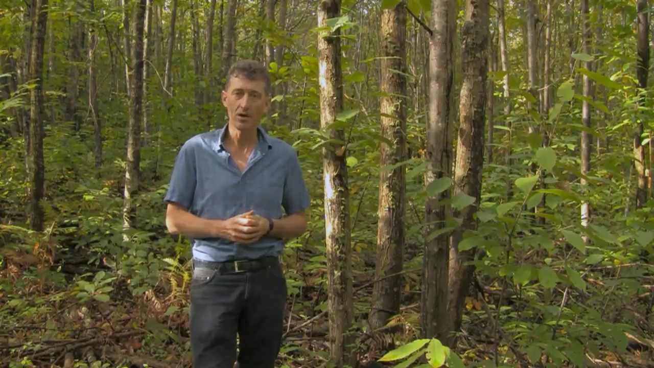Le châtaignier et sa transformation en Périgord
