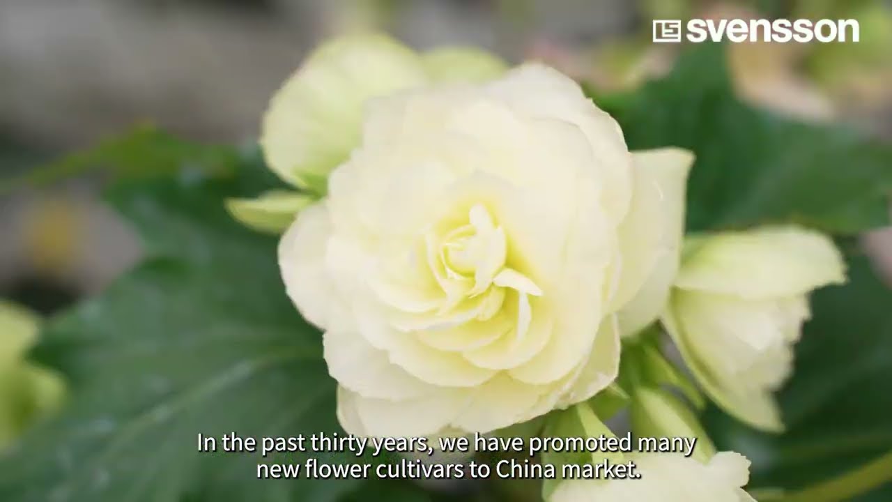 PARperfect at Xiamen Tangchao Horticulture Breeding Center (CN)