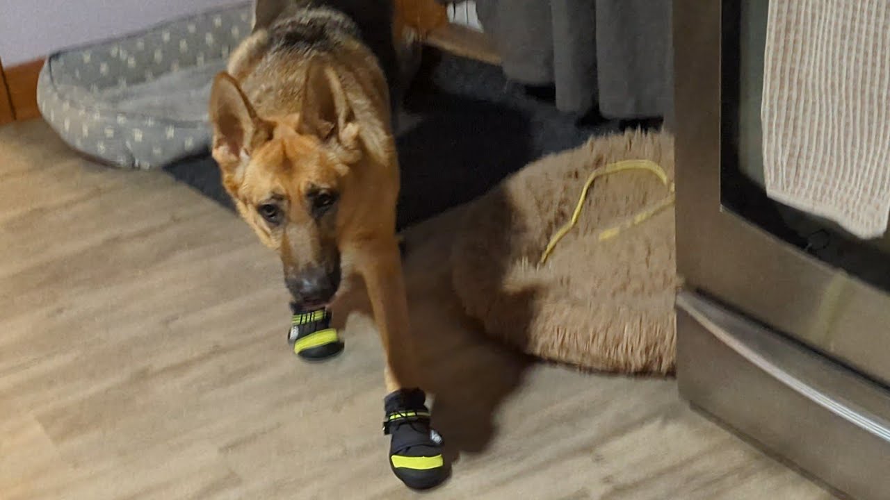 Dog's New Winter Boots 