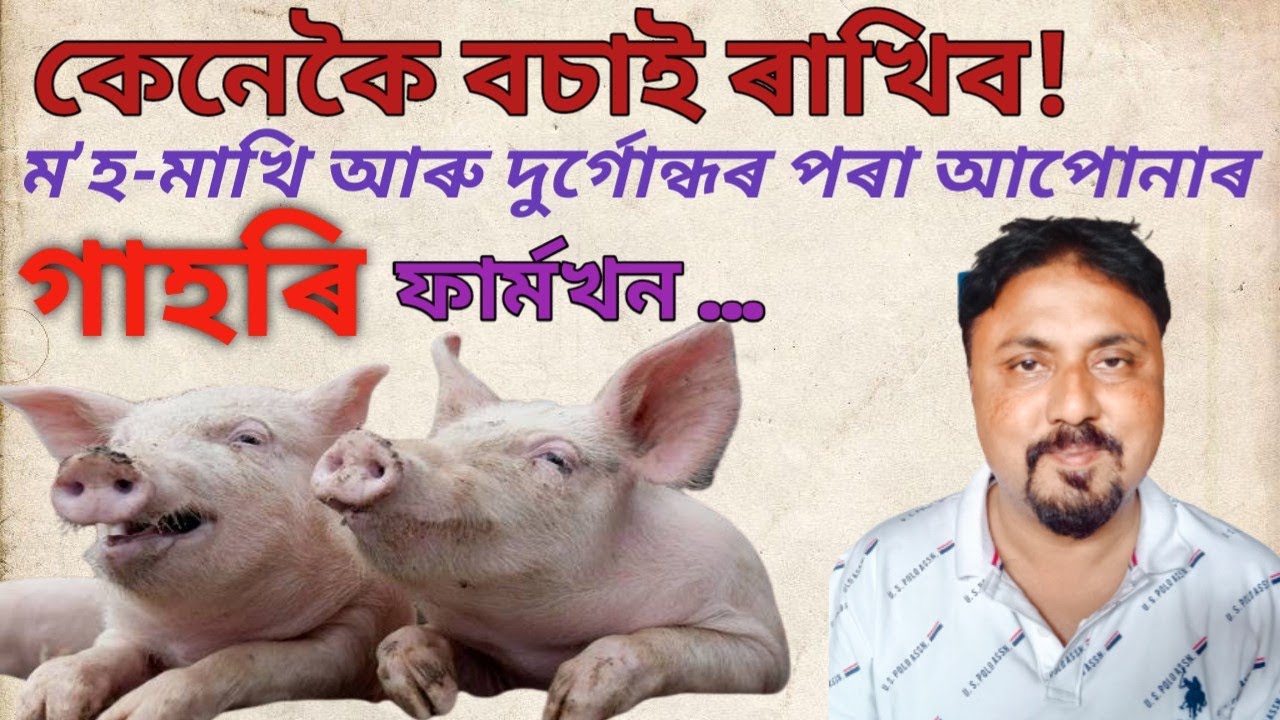 কেনেকৈ বচাই ৰাখিব!ম’হ-মাখি আৰু দুৰ্গোন্ধৰ পৰা আপোনাৰ গাহৰি ফাৰ্মখন/Pig farm in Assam/#pigfeed #pig