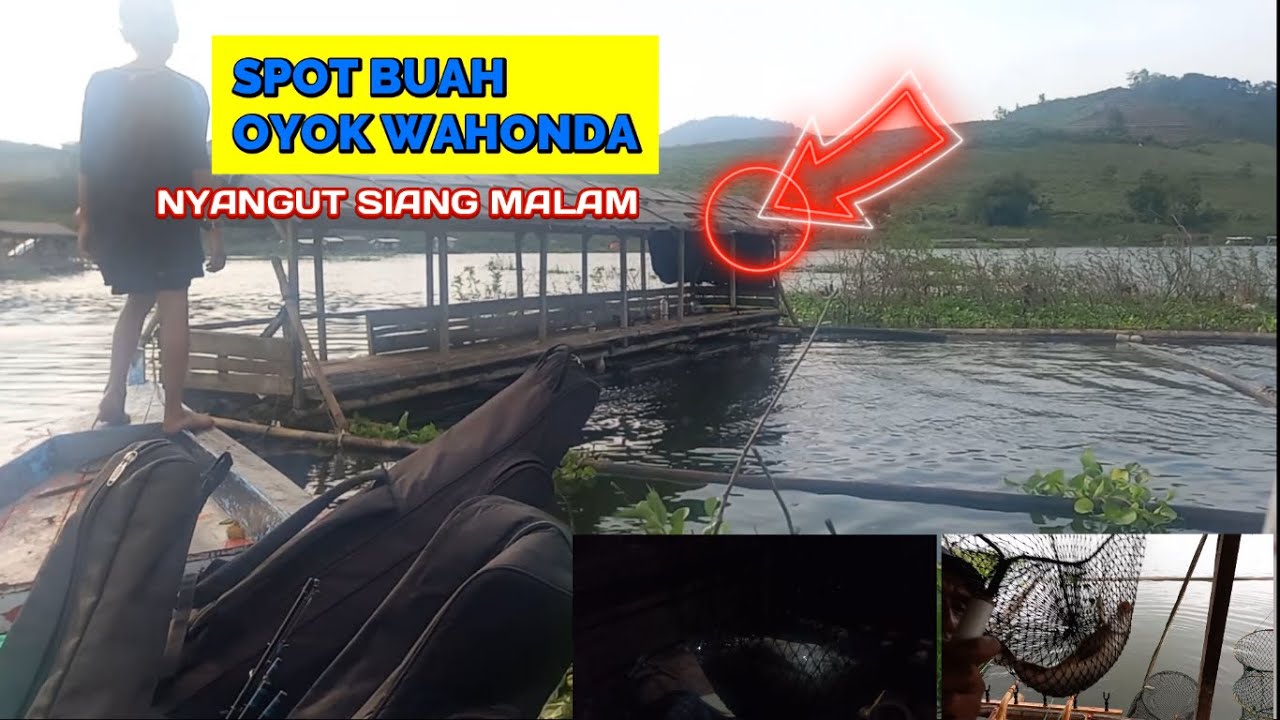 SPOT BUAH OYOK WAHONDA NYANGUT SIANG MALAM PALUMBON