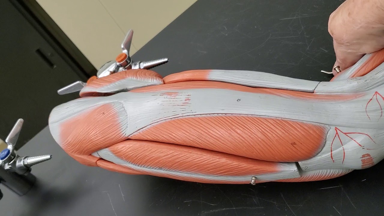 Muscles of the Leg Model