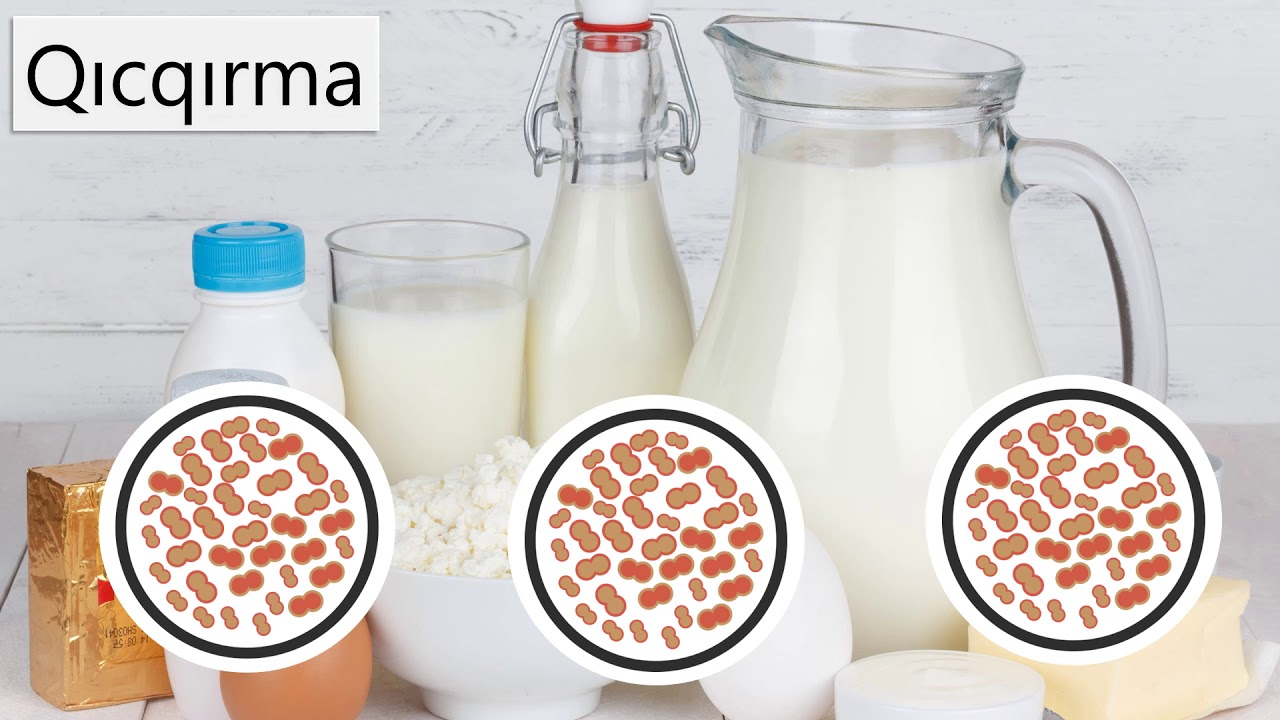 Biologiya 6-cı sinif 33. Bakteriya və göbələklərin qidalanması