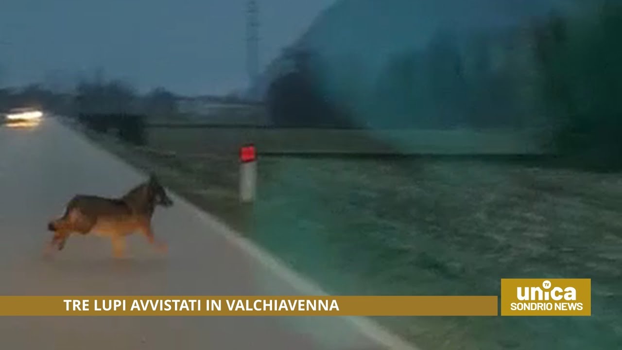 Tre lupi avvistati in Valchiavenna