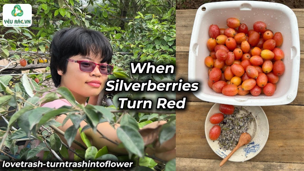 When Silverberries Turn Red | Vietnam Retreat