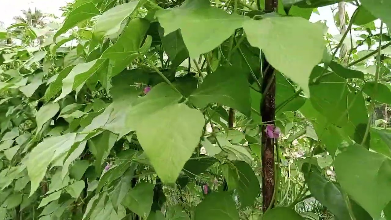 Budi daya buncis.. mudahh, dan cepat panen.. 