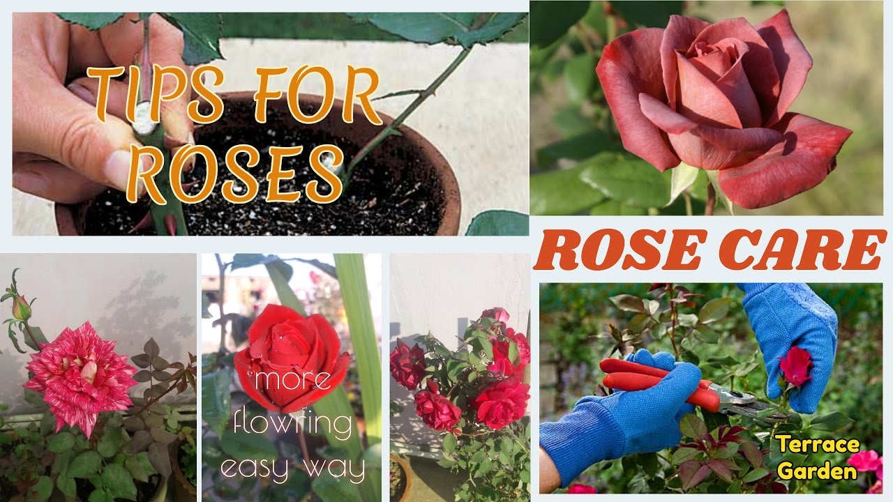 How To Care Rose Plants (HINDI/URDU) // Tips And Tricks All About potted roses