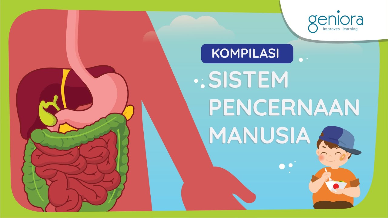 Sistem Pencernaan Manusia: Proses Pencernaan, Penyakit Sistem Pencernaan, dan Pola Makan Sehat | IPA
