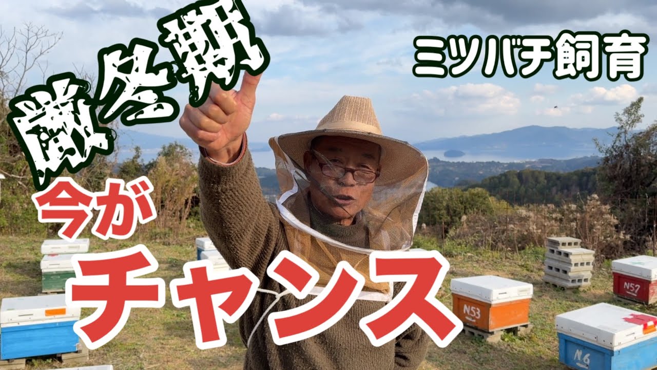 チャンスを活かせ　厳冬期のミツバチ飼育！PROのテクニック　＃ミツバチ　＃ミツバチ飼育