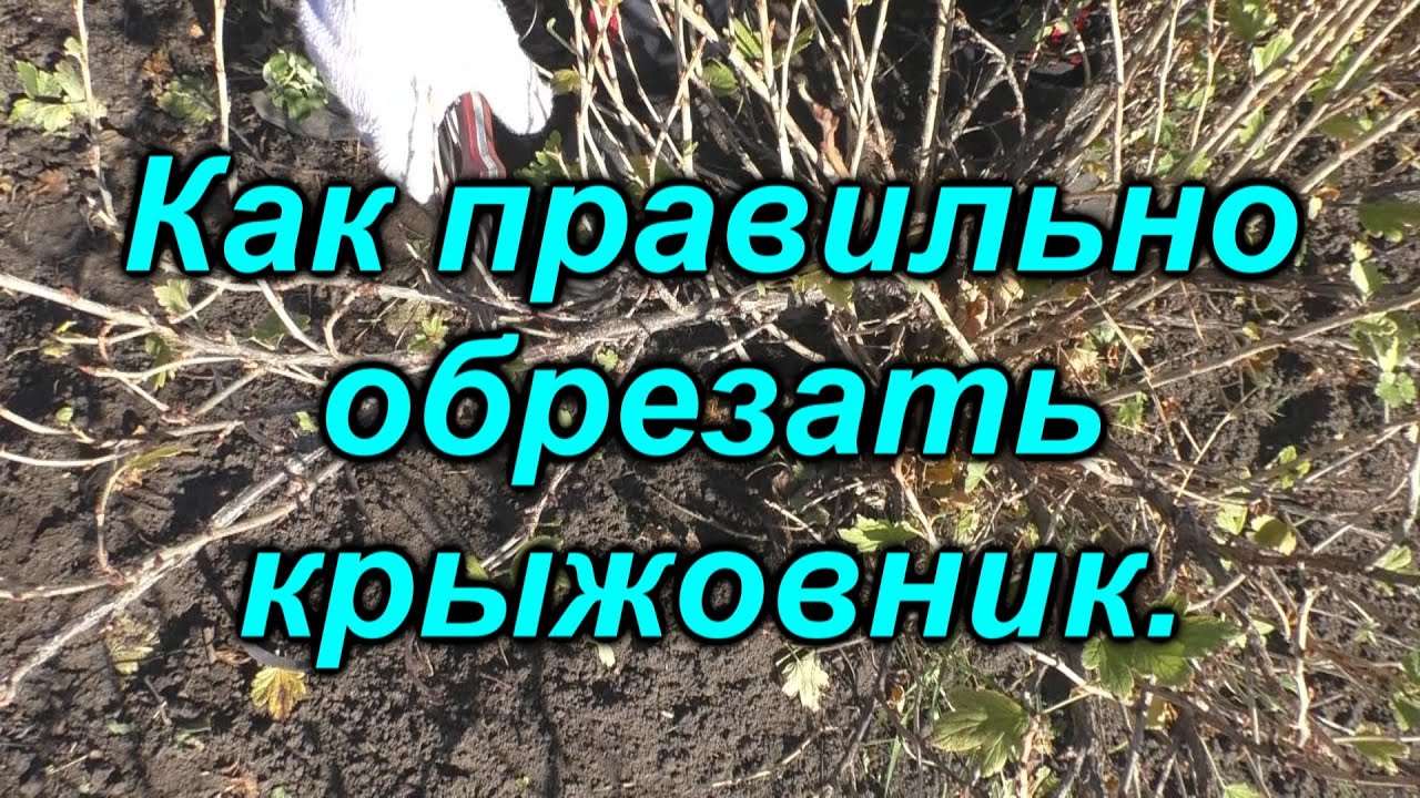 Как правильно обрезать взрослый куст крыжовника.
