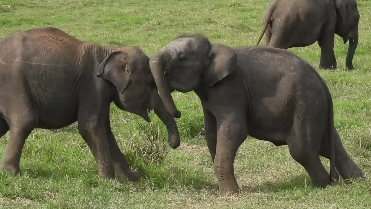 Baby Elephants Playing / Elephant Calves Having Fun in Minneriya National Park Sri Lanka. part 2