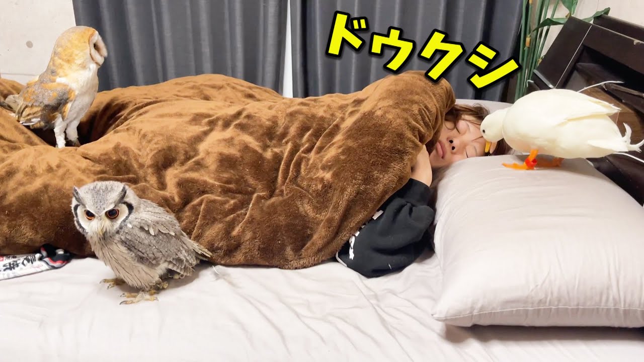 ママを起こすために集まった動物達がとんでもない起こし方を・・・w