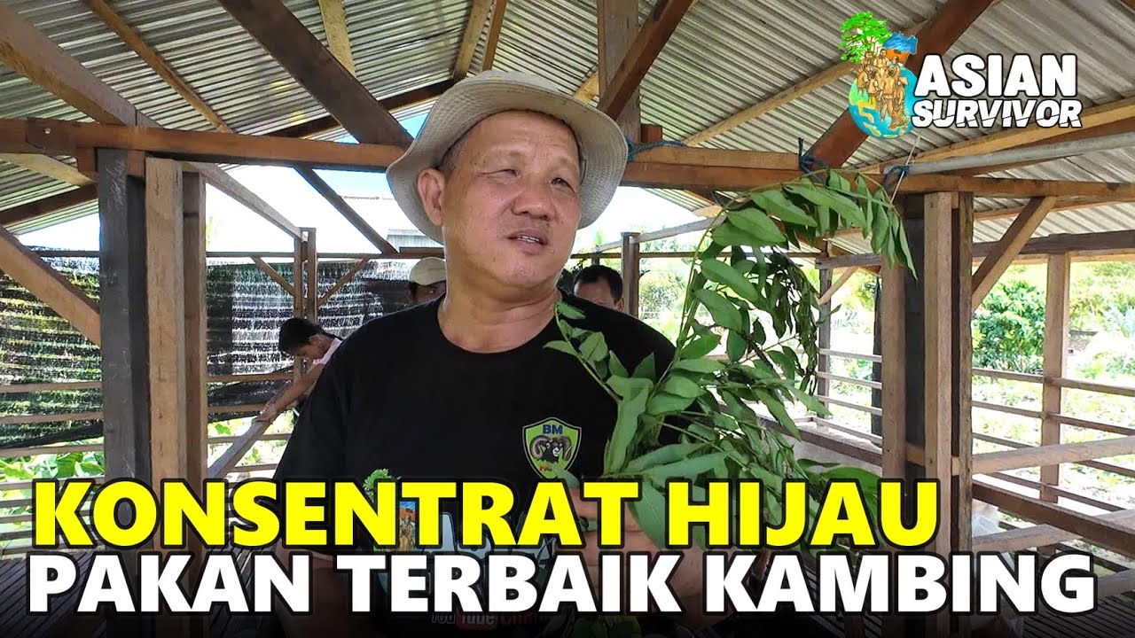 INTEGRATED FARMING!  PETERNAKAN KAMBING DI LOKASI TRANSMIGRASI SEPUNGGUR, BULUNGAN KALIMANTAN UTARA