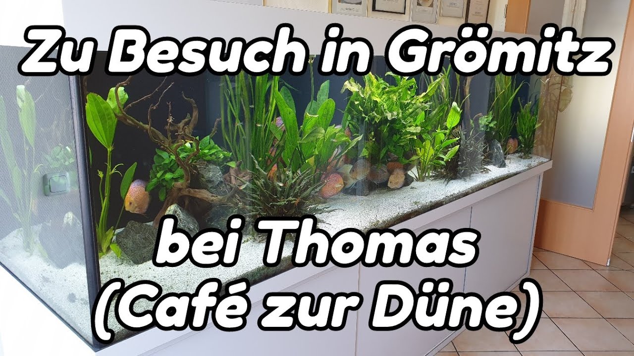 URLAUB! - Wie wird gefüttert? - Zu Besuch im Café zur Düne (Diskus-XXL-Aquarium + Fischkeller)