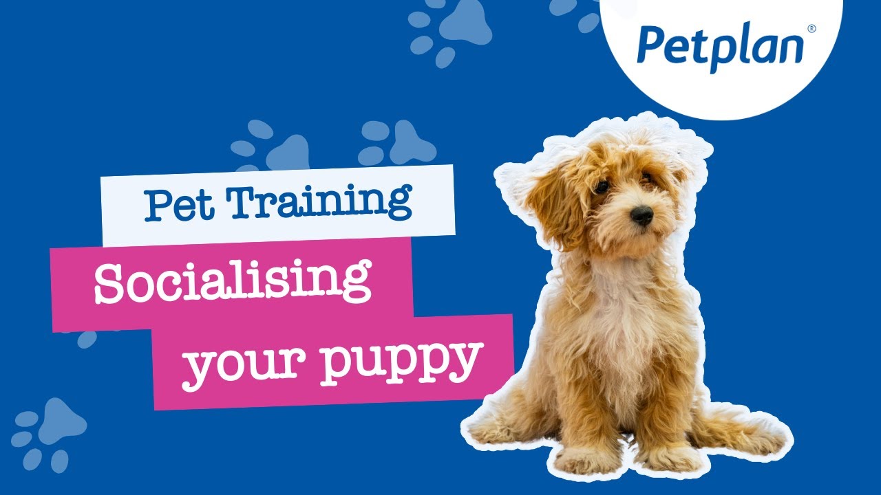 Puppy Socialisation: Tips to Socialise a Puppy -  Petplan