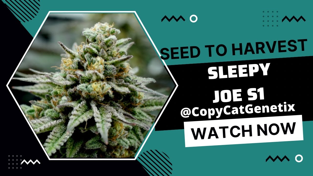 От семени до урожая: выращивание сорта Sleepy Joe S1 от Copycat Genetics с использованием светоди...