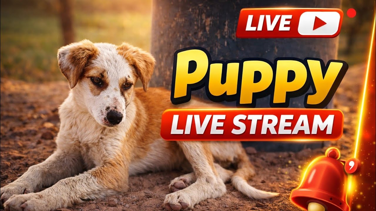 Pets & animals 97 is live!
