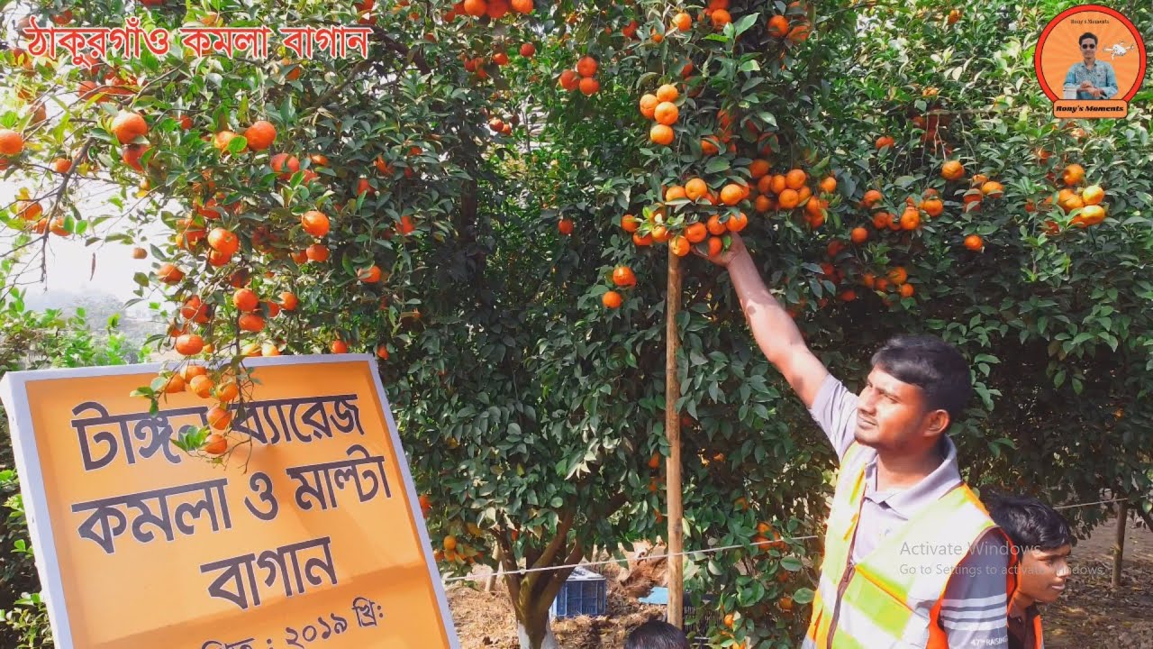 ঠাকুরগাঁও টাঙ্গন ব্যারেজ কমলা ও মাল্টা বাগান