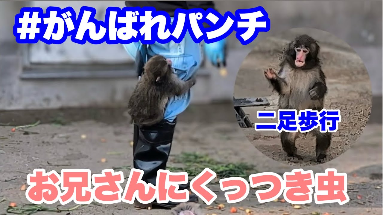 パンチくん、お兄さんにくっつき虫&何かを追って二足歩行　2026.03.01 市川市動植物園 #がんばれパンチ