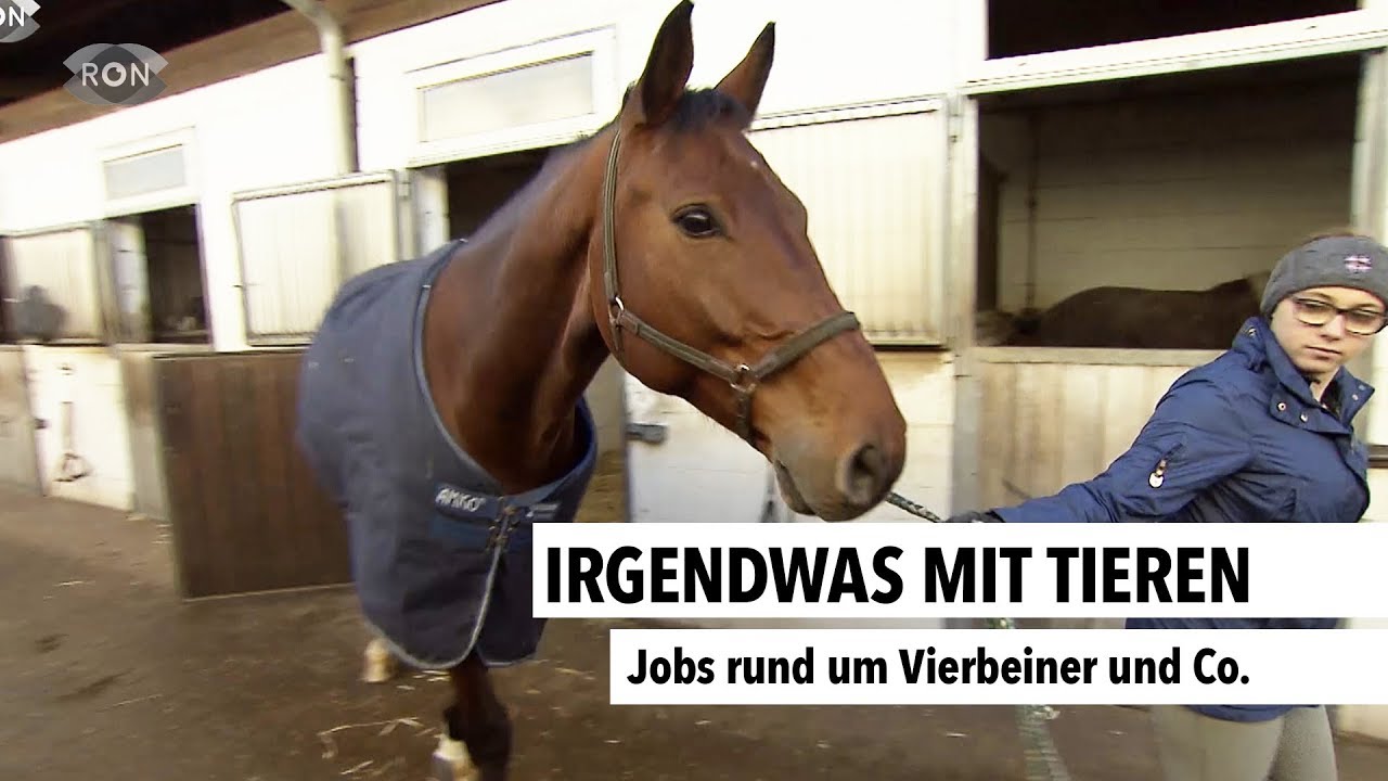 Jobs mit Tieren | RON TV |
