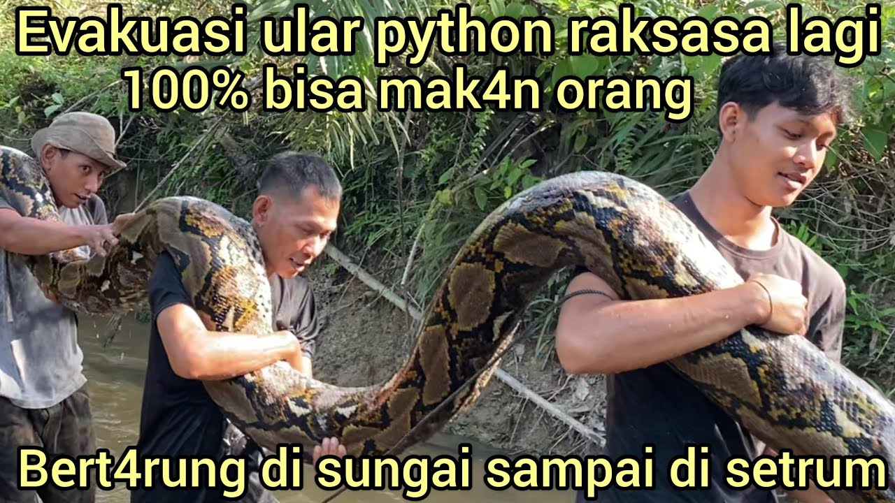 EVAKUASI ULAR PYTHON LIAR SUPER RAKSASA LAGI DI SUNGAI SAWIT DI RIAU SAMPAI HARUS DI SETRUM ULAR NYA