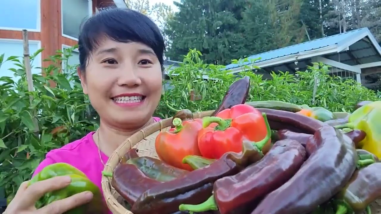 FULL VIDEO ,THU HOẠCH ỚT NGỌT SOCOLA, ỚT CHUÔNG ĐỎ,