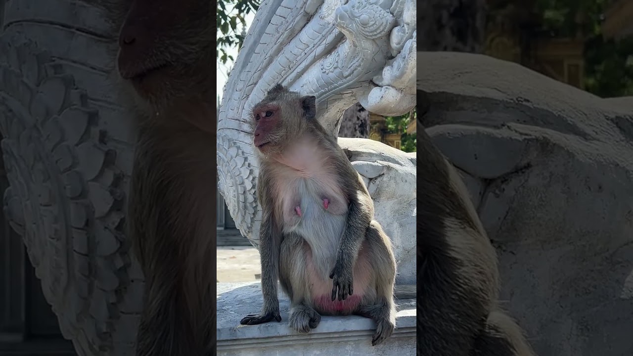 ស្វាកន្ទុយវែងភាគ២ Long-tailed monkey, part 2
