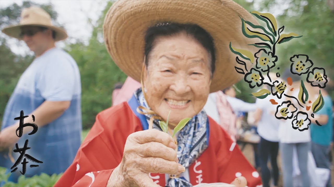 Colheita do Chá 2023 | Sítio Shimada e Sítio Yamamaru | Sesc Registro