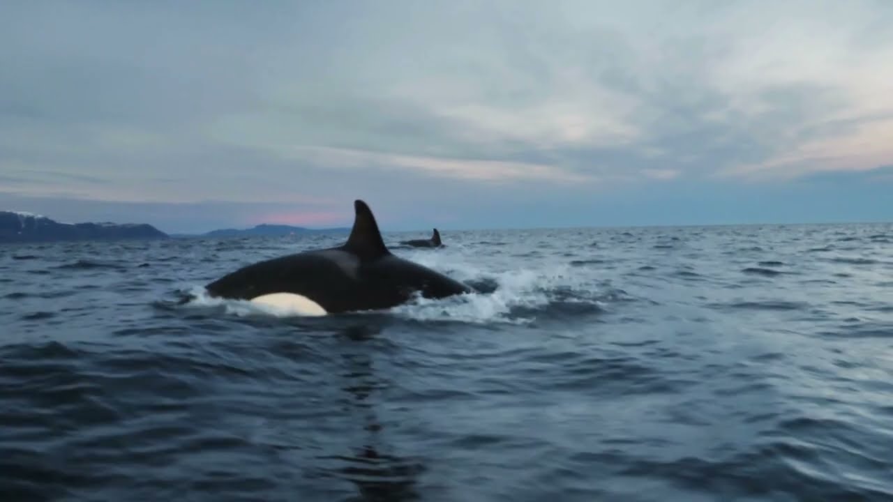 World Rewilding Day - for us, for them, for the planet | Whale and Dolphin Conservation