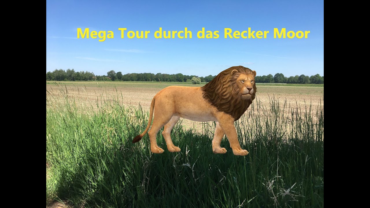 Safari durch das Recker Moor und Umland ( Mettingen Recke Espel )