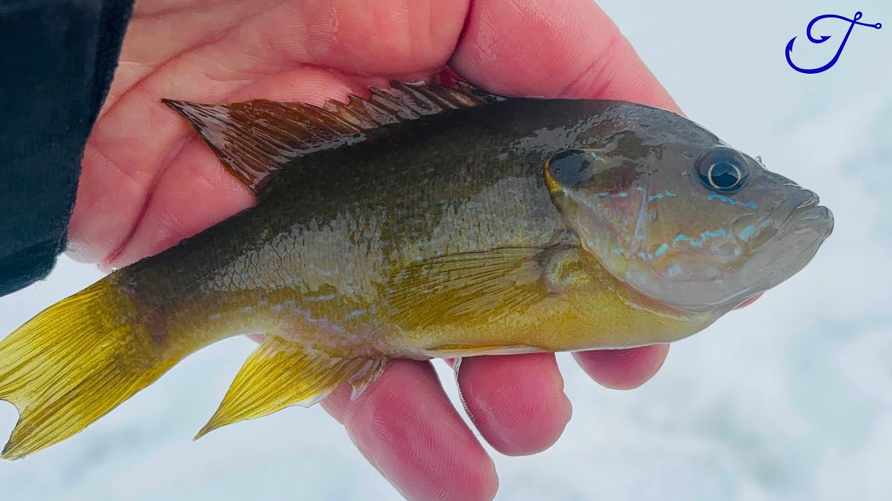 Были допущены ошибки (дорогостоящие) Эпизод 28: Зелёный солнечный окунь (Lepomis cyanellus)