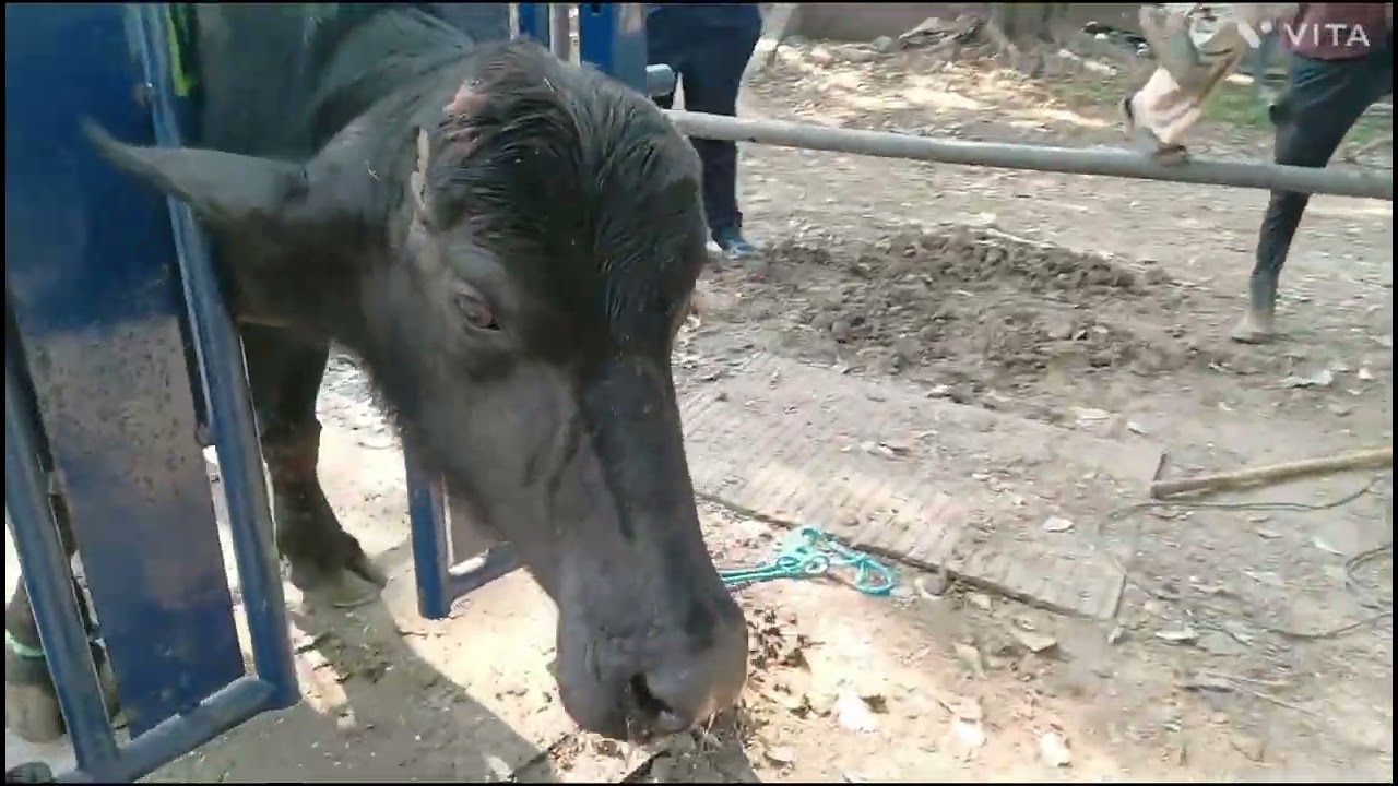 PAU, Ludhiana, Ram Singh Hoof trimmer kila Hans 9814782933,9815552933,/20-2-2026