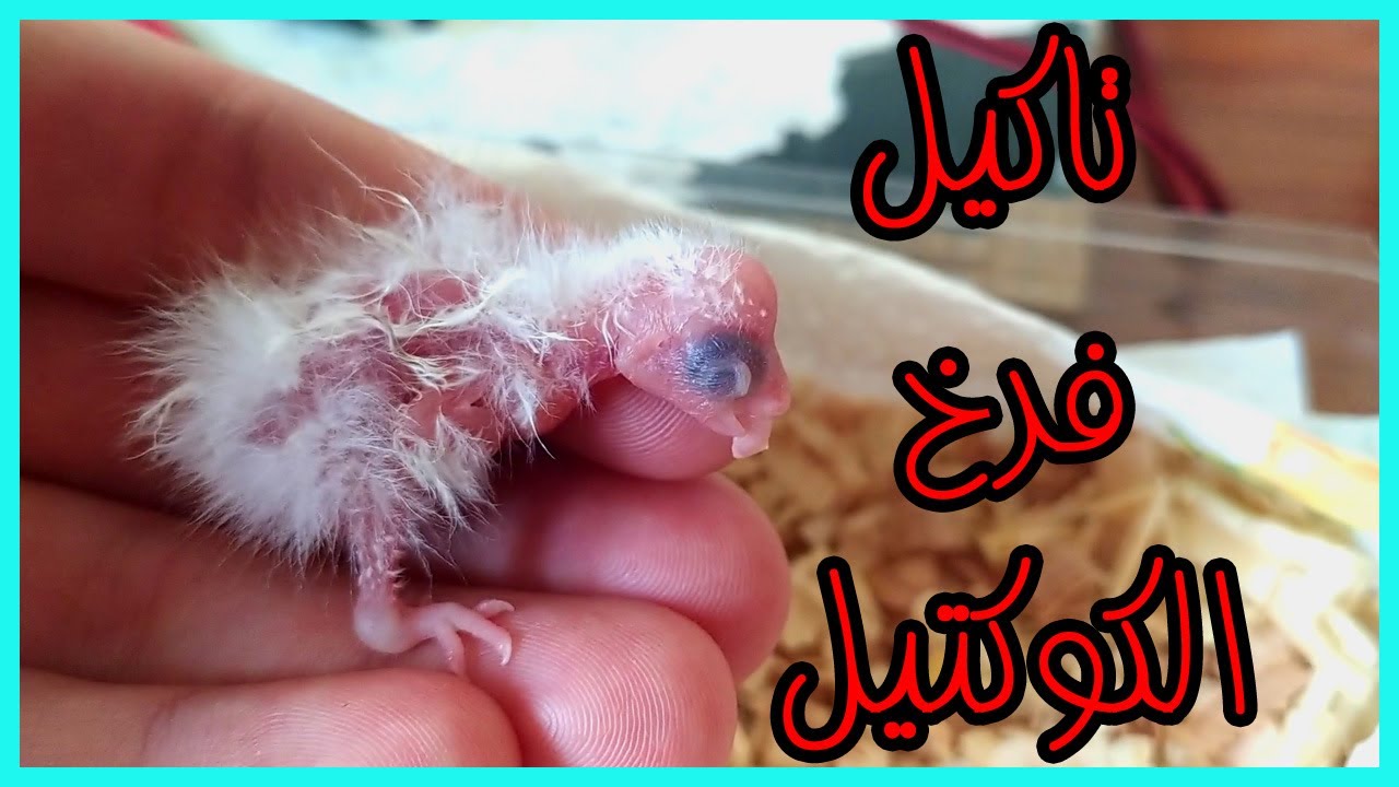 😍الطريقة الصحيحة لتاكيل فراخ الكوكتيل 🐥 بعمر يوم واحد فقط🔥