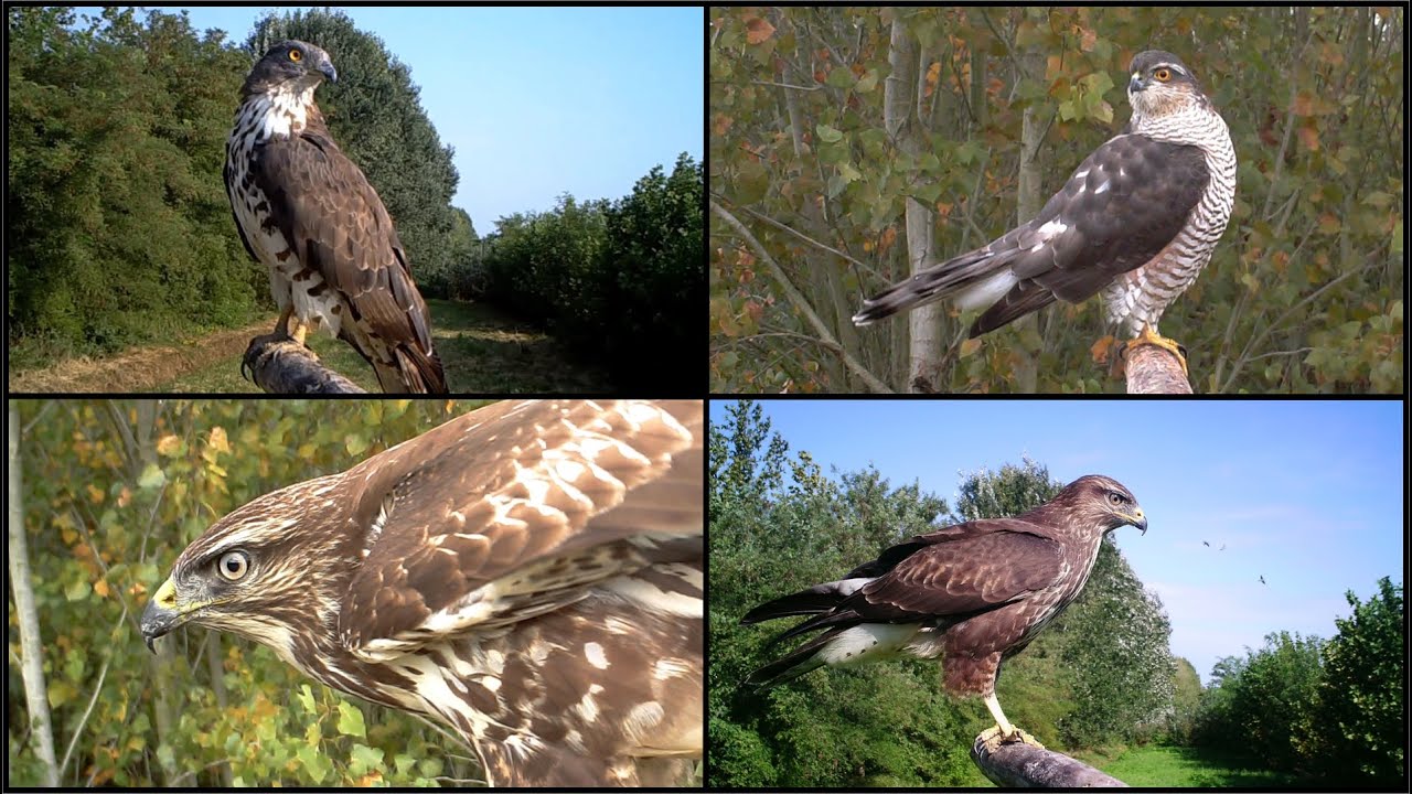Rapaci diurni,  Sparviere, Poiana, Gheppio, Falco pecchiaiolo, birds of prey
