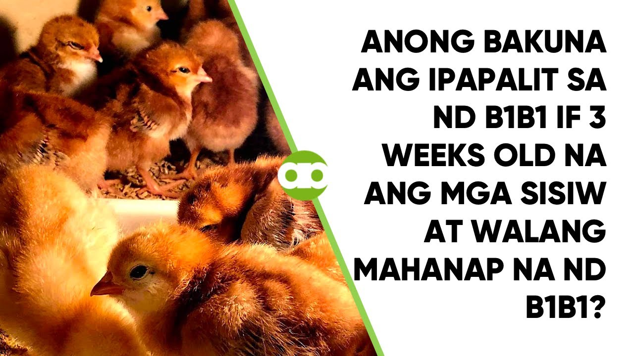 Anong Bakuna ang Ipapalit sa ND B1B1 if 3 Weeks Old na ang mga Sisiw at Walang Mahanap na ND B1B1?